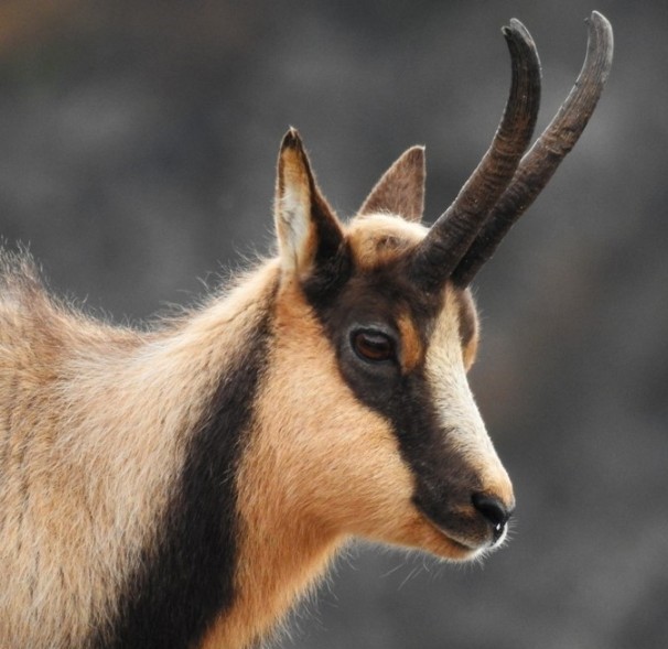 Escursione nella Riserva Integrale della Camosciara nel Parco Nazionale d'Abruzzo