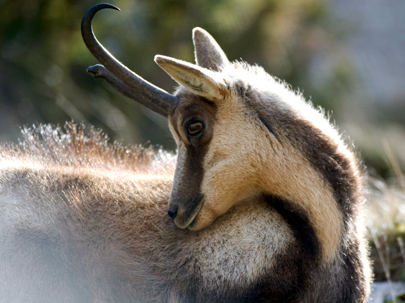 Visita guidata nell'area specifica di tutela del Camoscio Appenninico