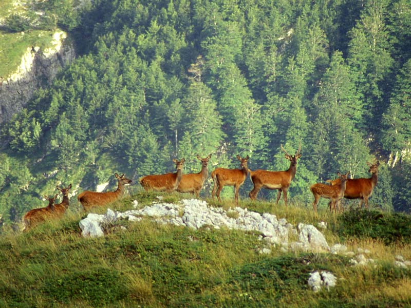 Aspettando l'alba con l'orso e non solo... escursione all'alba per l'osservazione degli animali 